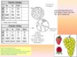 SCHEMA BE VINCENT P4 FRUITS.jpg